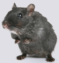 Pest Control Cleckheaton, West Yorkshire 4