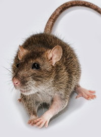 Scarborough Rat
